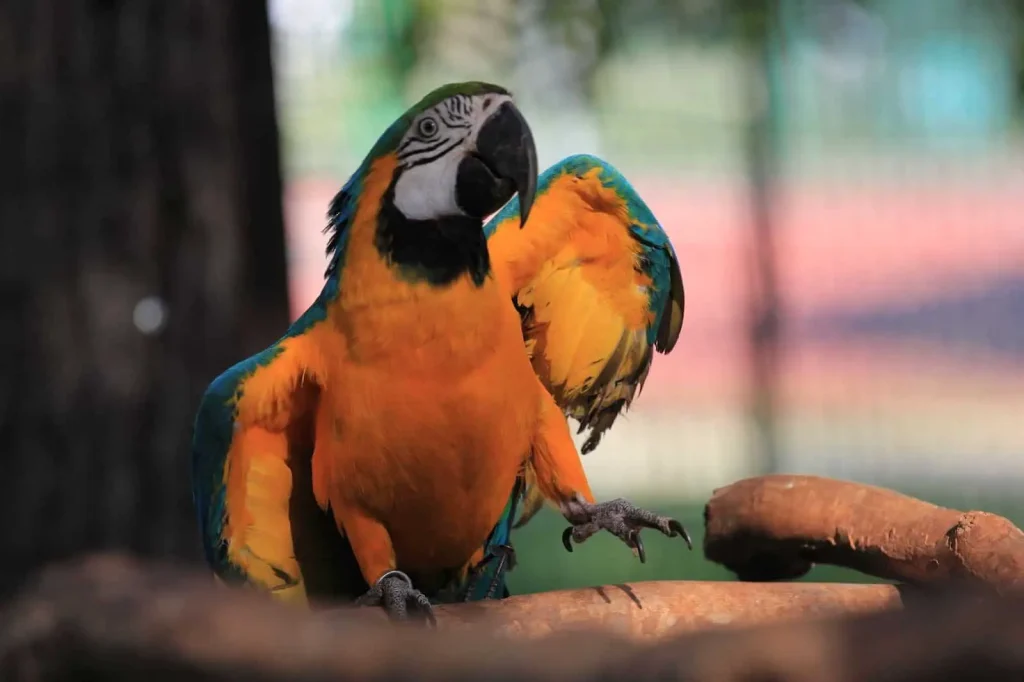 A Pet Parrot calling