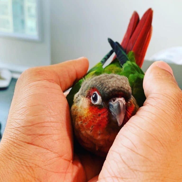A Pet Parrot perched and alert