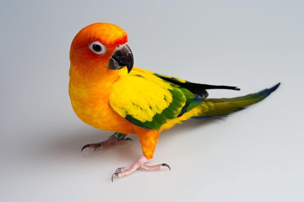 A Pet Parrot being checked over