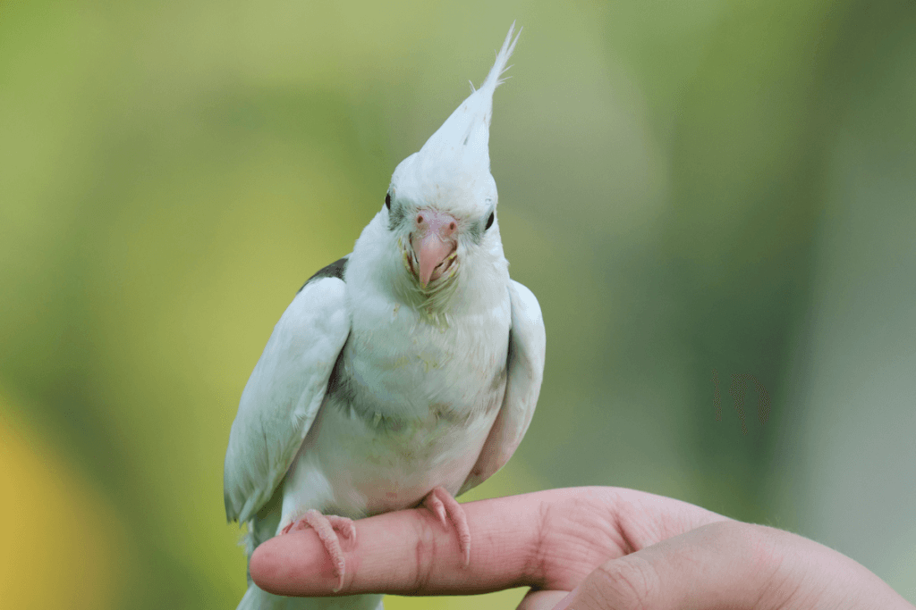 Fun and Easy Ways to Get Your Parrot Moving