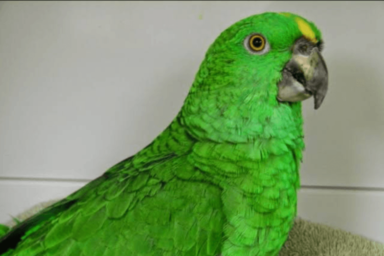 A Pet Parrot perched and alert
