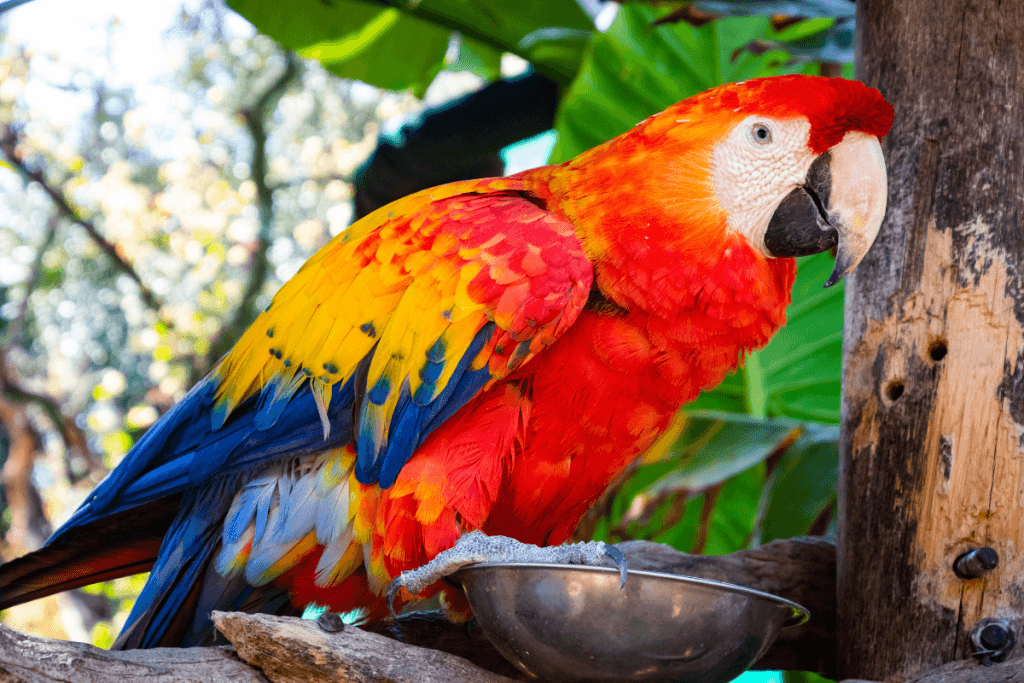 A Pet Parrot being checked over