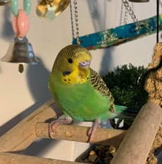 A Pet Parrot perched and alert