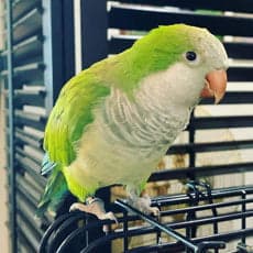A Pet Parrot perched and alert