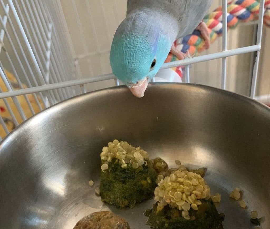 A Pet Parrot eating fresh food