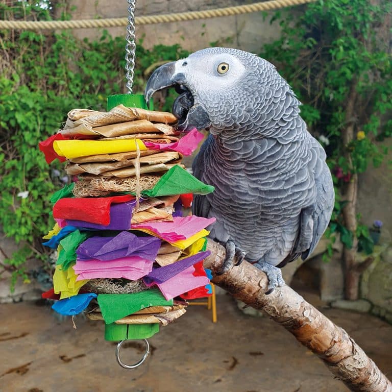 A Pet Parrot playing with a toy
