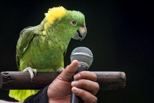 A Pet Parrot calling
