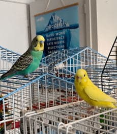 A Pet Parrot perched and alert