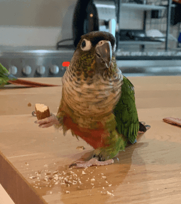 How to Find a Good Bird Sitter: What to Look for and Red Flags