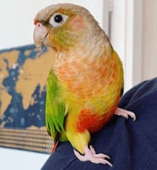 Understanding Enrichment: Enhancing the Life of Your Parrot