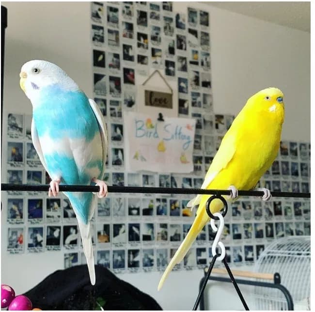 Improving Indoor Air Quality for a Healthier Parrot