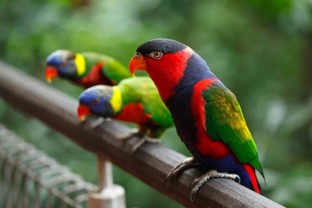A Pet Parrot perched and alert
