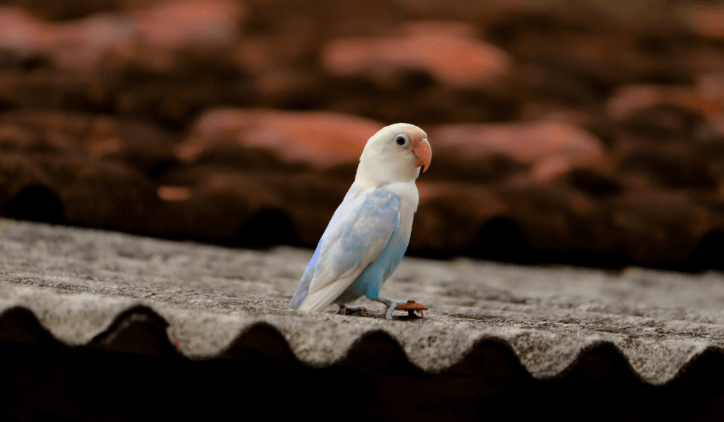 Why Parrot Diets Fail: Understanding and Correcting Common Feeding Mistakes