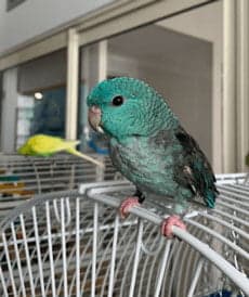 A Pet Parrot perched and alert