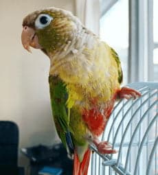 Enriching Your Parrot’s Life with Sound