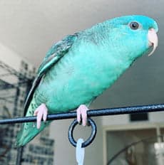 The Vital Role of Exercise in Your Parrot’s Health