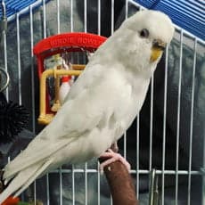 A Pet Parrot perched and alert