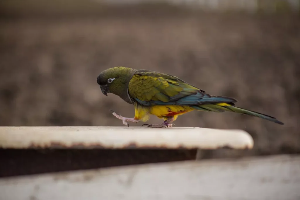 A Pet Parrot perched and alert