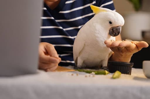 A Pet Parrot stepping up onto a hand