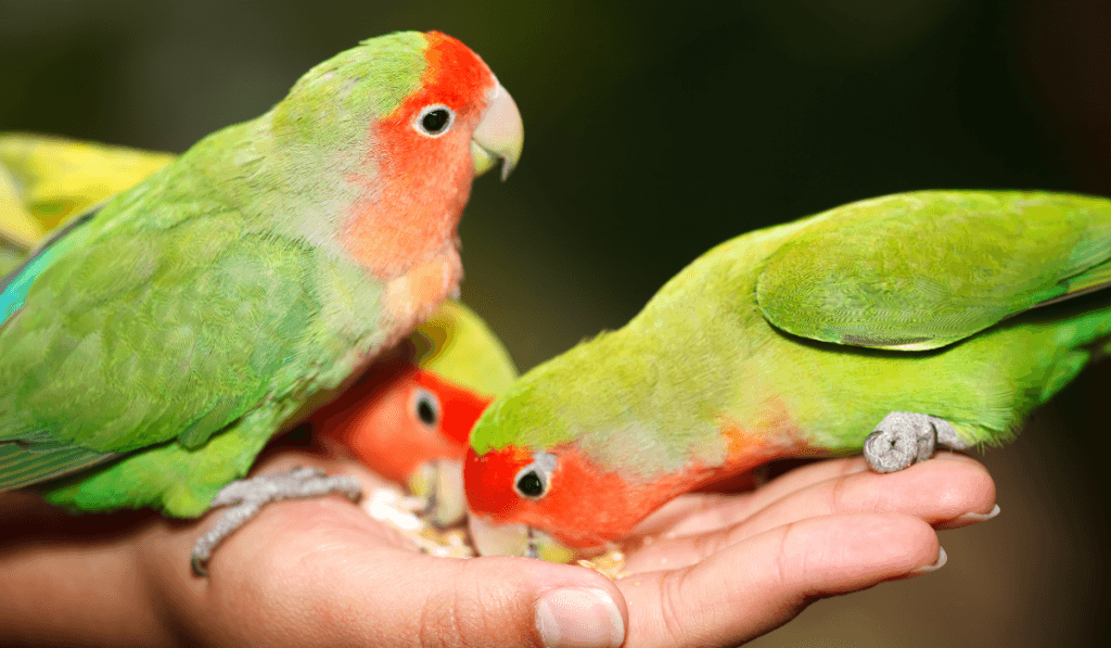 How to Help a Feather-Plucking Parrot: Causes, Solutions, and Hope