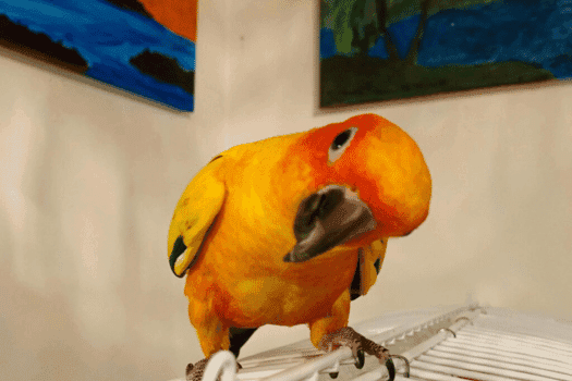Fun and Interactive Games to Play with Your Parrot