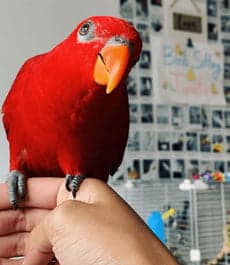 A Pet Parrot being checked over