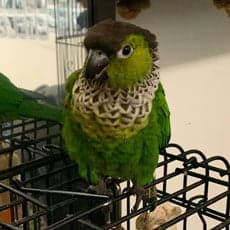 A Pet Parrot being checked over
