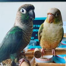 A Pet Parrot perched and alert