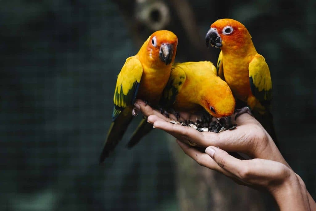 A Pet Parrot perched and alert