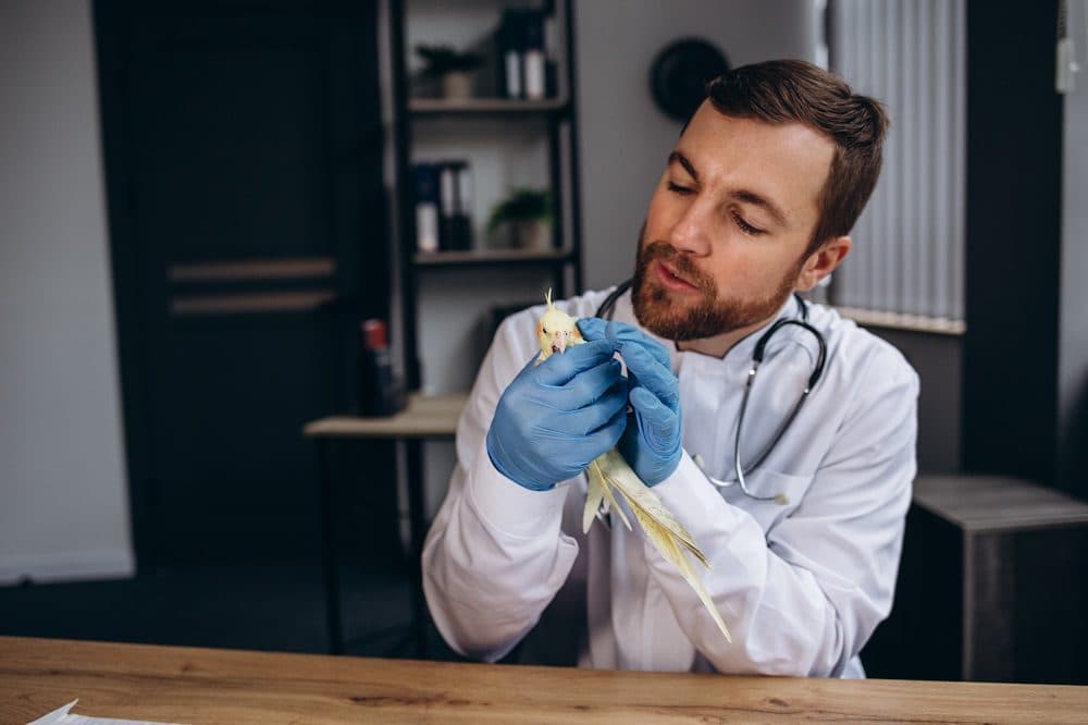 How to Recognize When Your Bird Is Sick: Warning Signs Every Parrot Owner Should Know