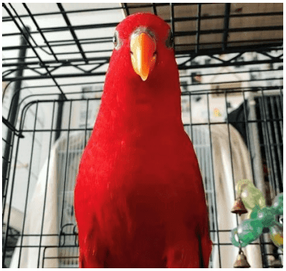 A Pet Parrot perched and alert