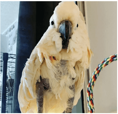 Maintaining the Ideal Temperature for Your Pet Parrot