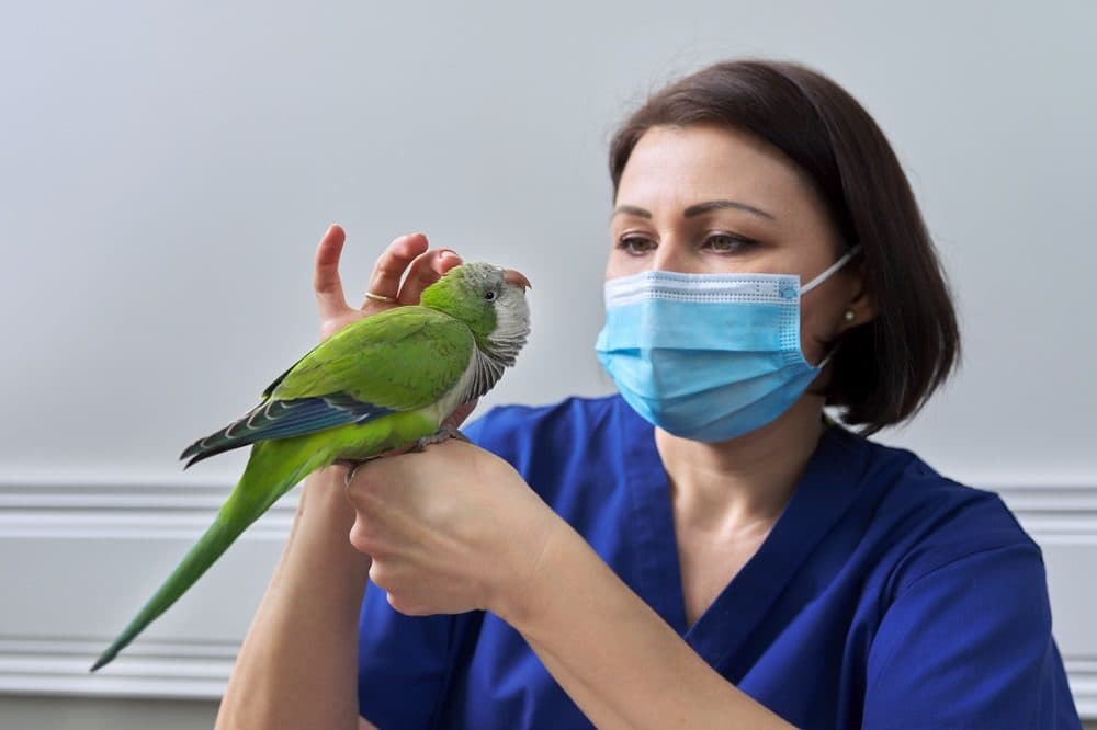 Avian First Aid Kit: Must-Have Supplies for Every Bird Owner