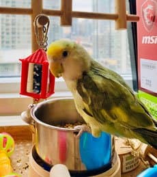 A Pet Parrot eating fresh food