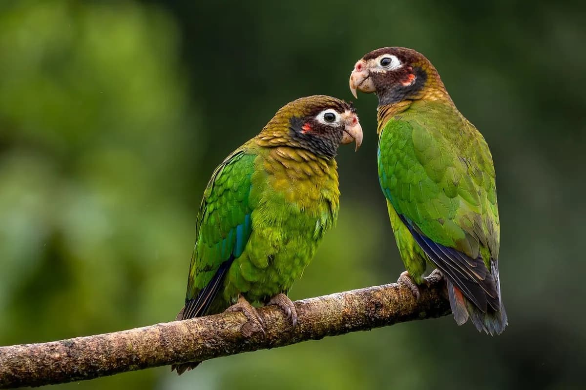 A Pet Parrot perched and alert
