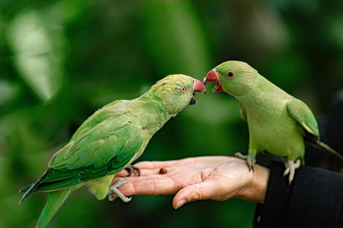 A Pet Parrot perched and alert