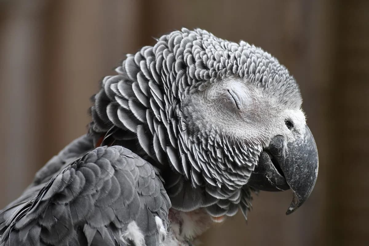 An African Grey perched and alert