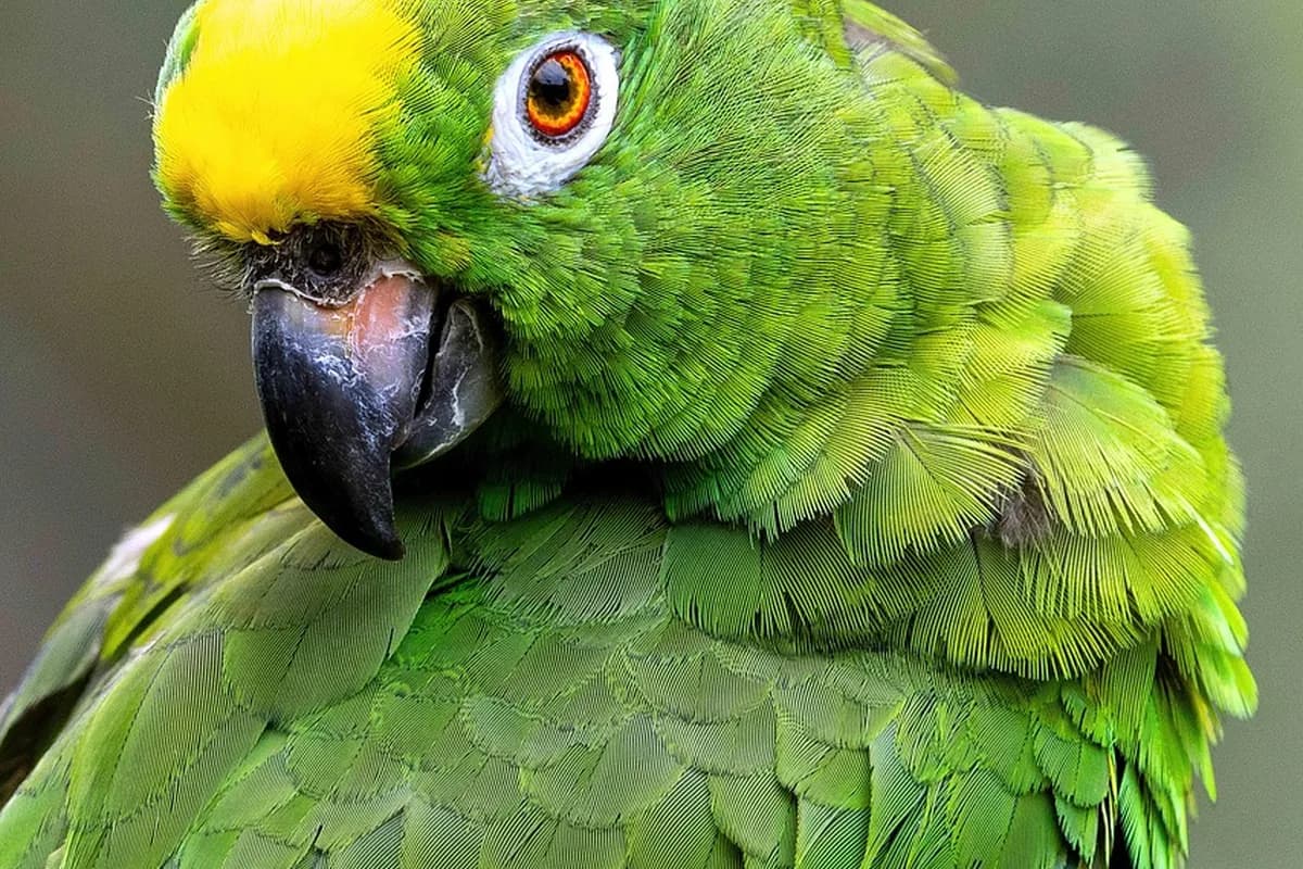 An Amazon Parrot perched and alert