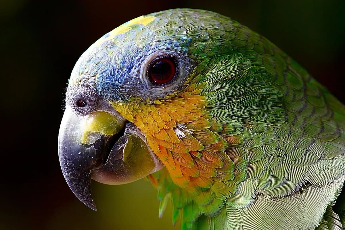 An Amazon Parrot being checked over