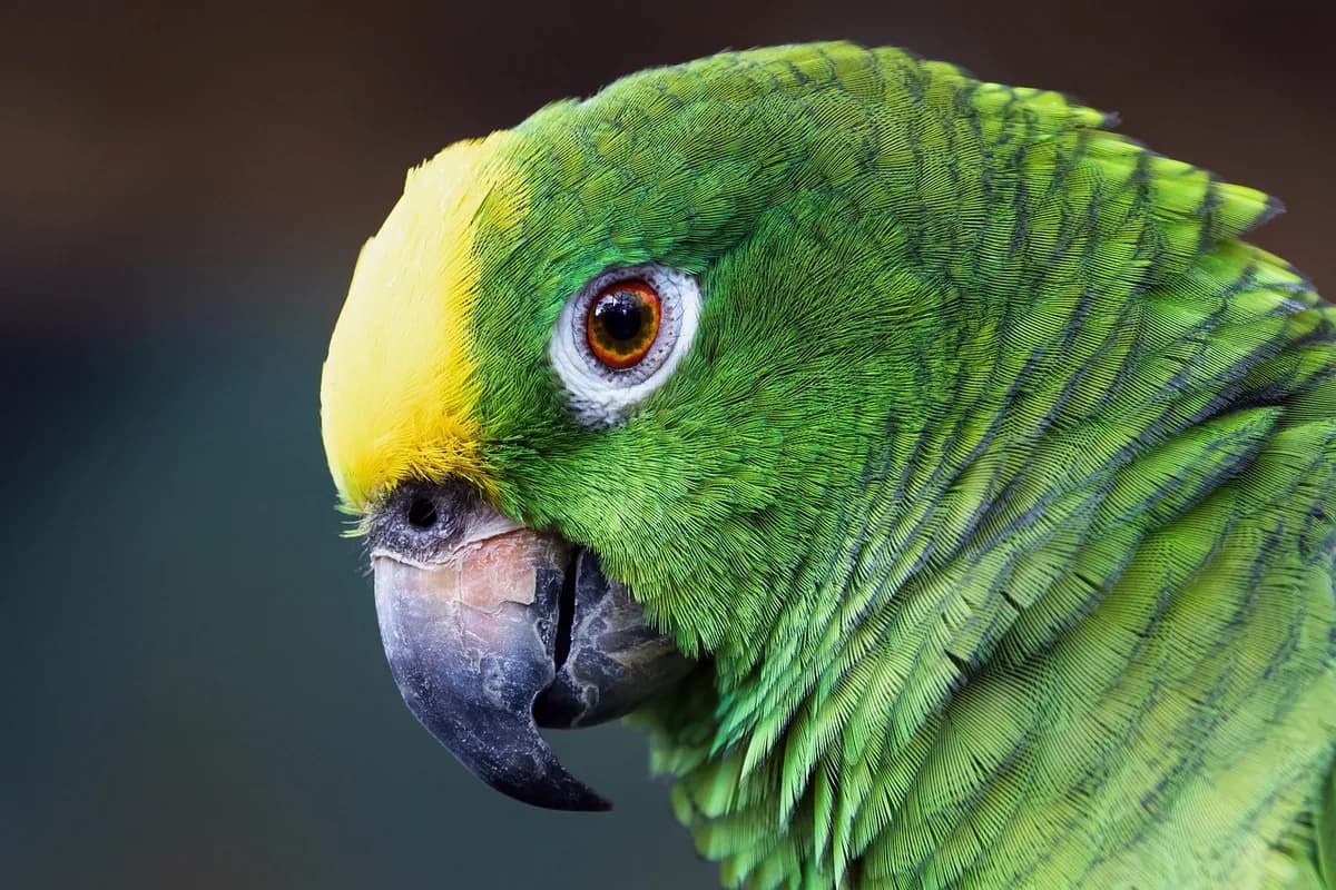 An Amazon Parrot perched and alert