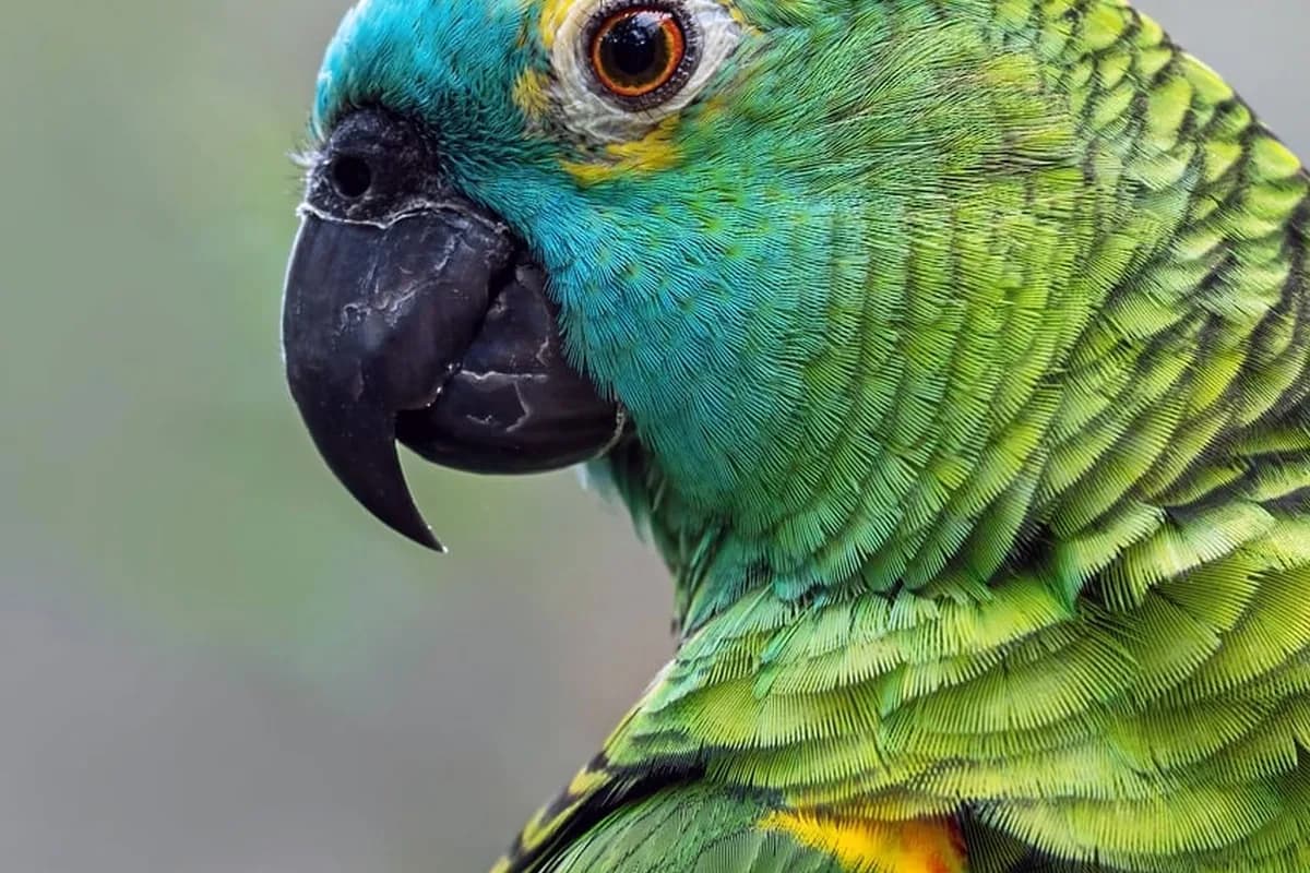 An Amazon Parrot eating fresh food
