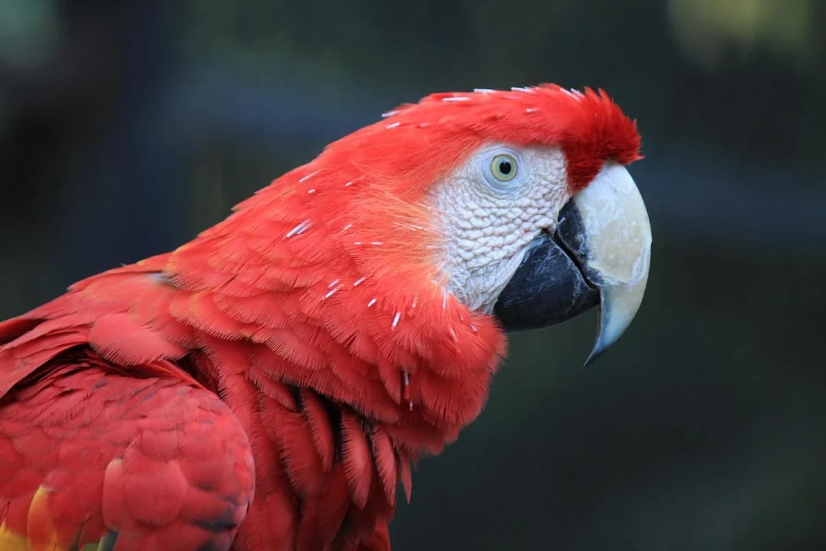 An Amazon Parrot stepping up onto a hand