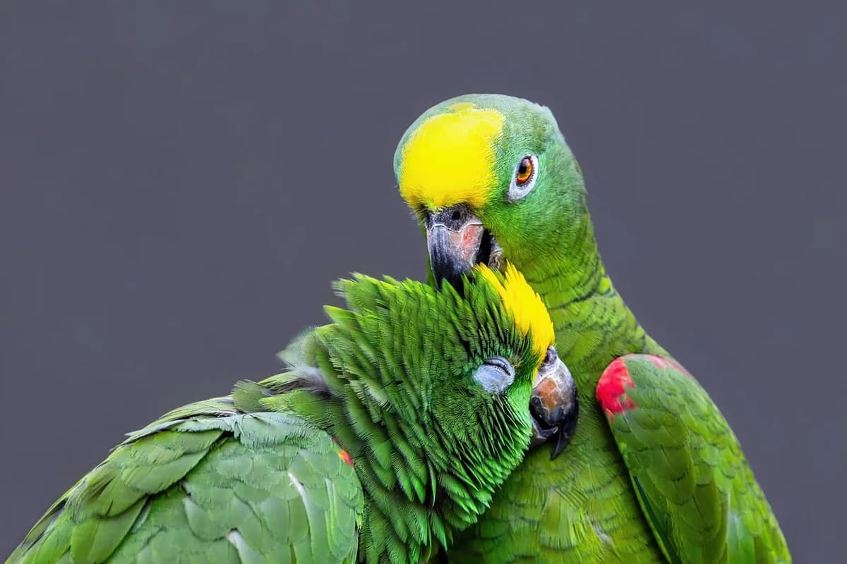 A Pet Parrot preening its feathers