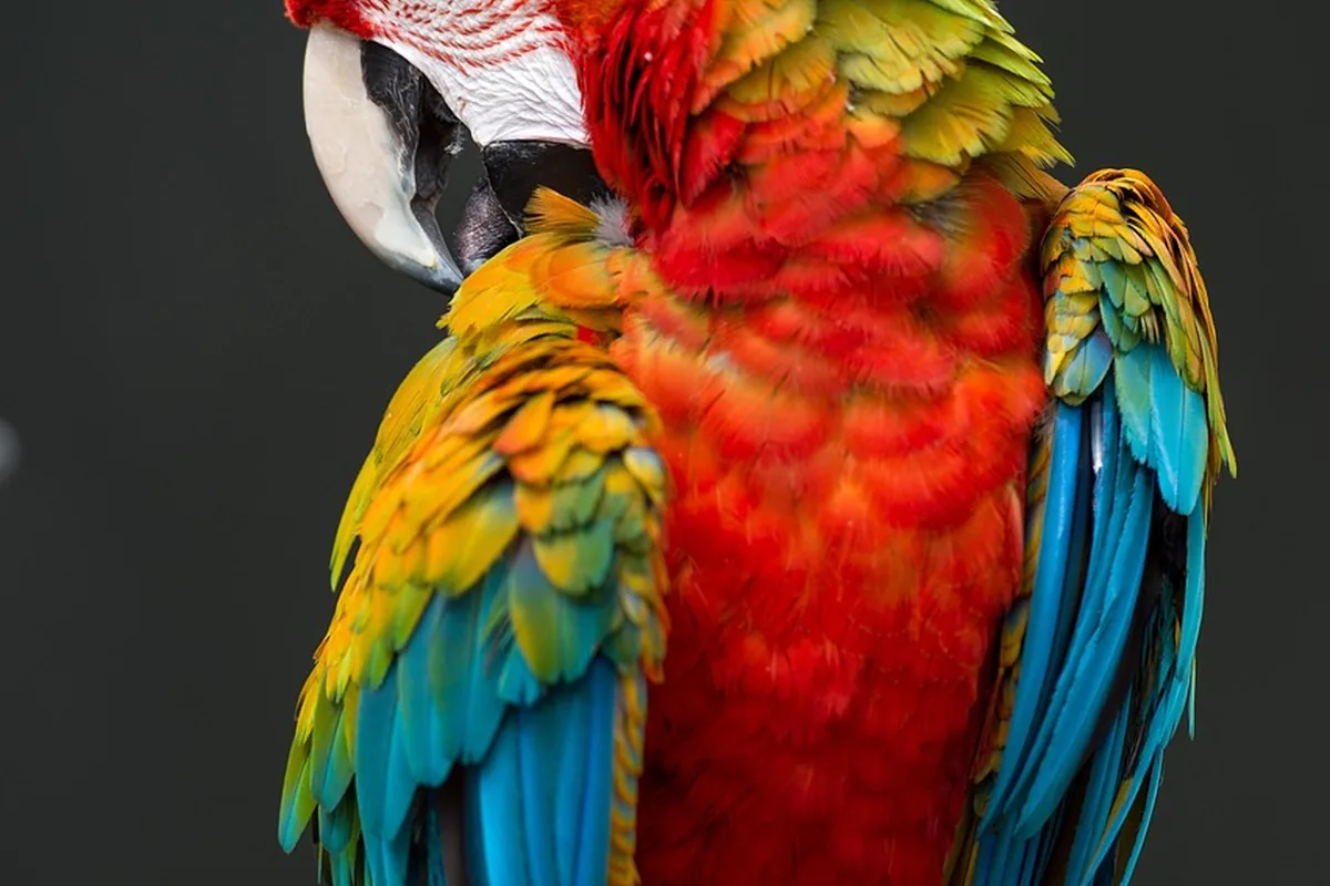 A Pet Parrot preening its feathers