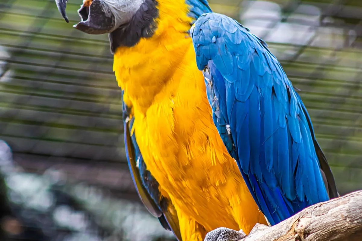 A Pet Parrot perched and alert