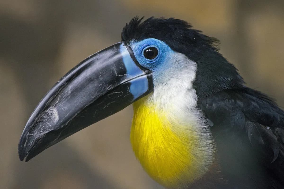 A Pet Parrot perched and alert