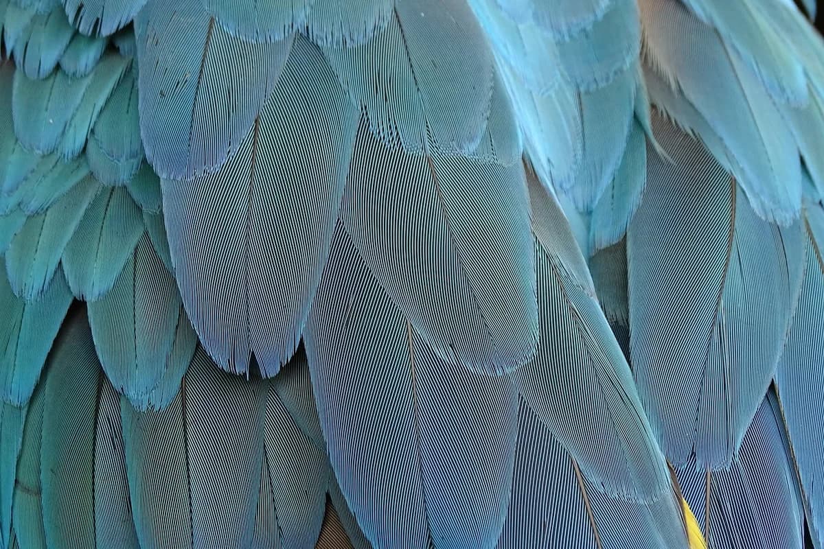 A Pet Parrot perched and alert