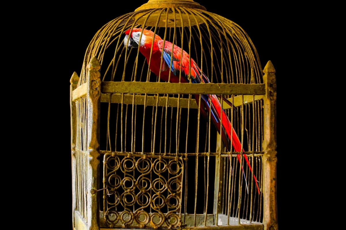 A Pet Parrot perched and alert