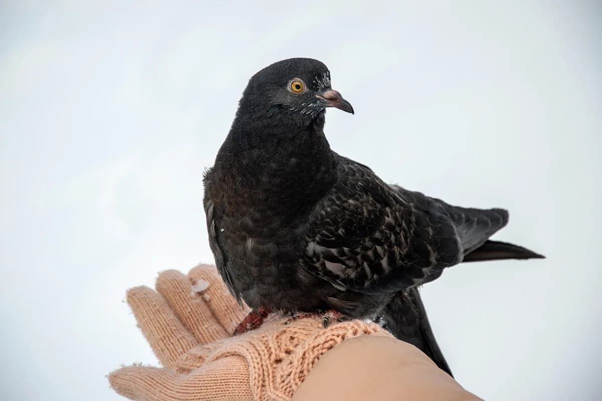 A Pet Parrot perched and alert