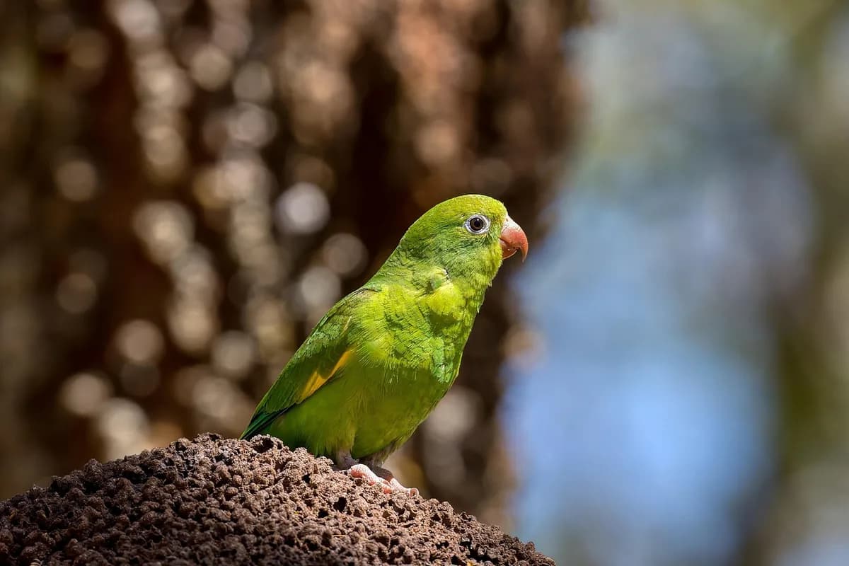 A Pet Parrot being checked over